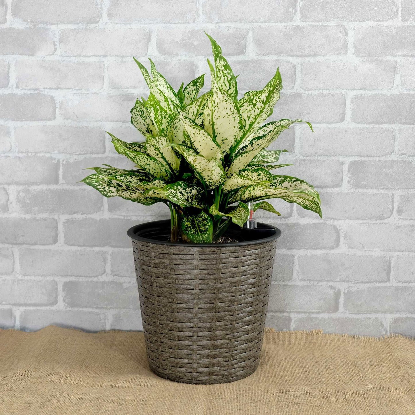 10.2" Self-watering Wicker Decor Planter for Indoor and Outdoor - Round - Grey himalipasal