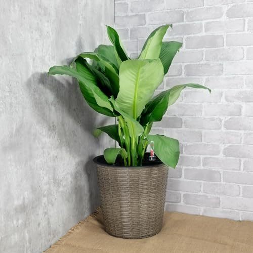 10.2" Self-watering Wicker Decor Planter for Indoor and Outdoor - Round - Grey himalipasal