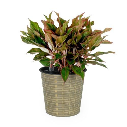 13.4" Self-watering Wicker Decor Planter for Indoor and Outdoor - Round - Natural himalipasal