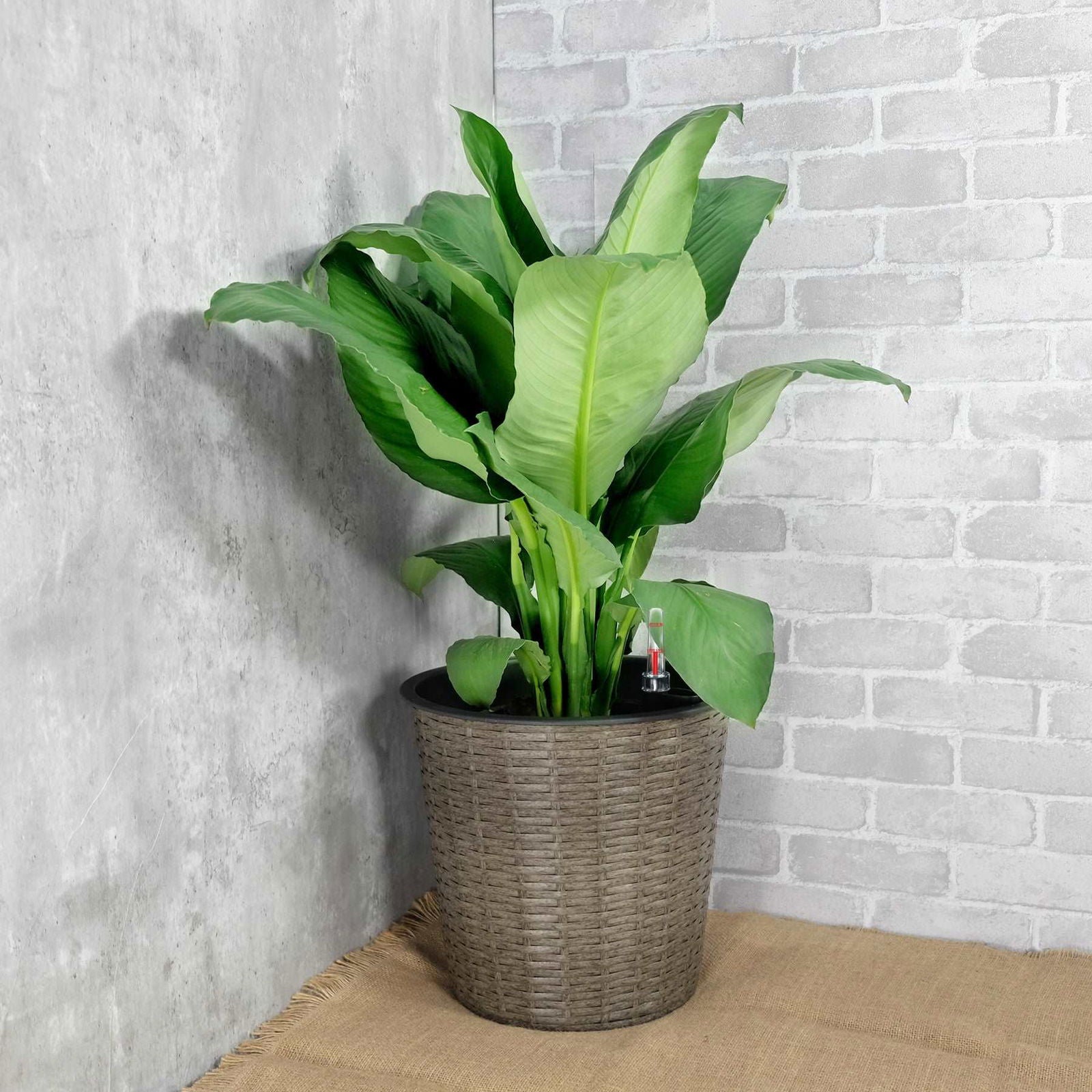 13.4" Self-watering Wicker Decor Planter for Indoor and Outdoor - Round - Natural himalipasal